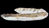 Mosasaur (Tethysaurus) Jaw Sections - Goulmima, Morocco #89249-3